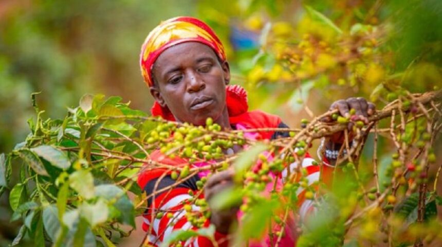 Naeb NAEB Announces New Coffee Price - Sound of Africa