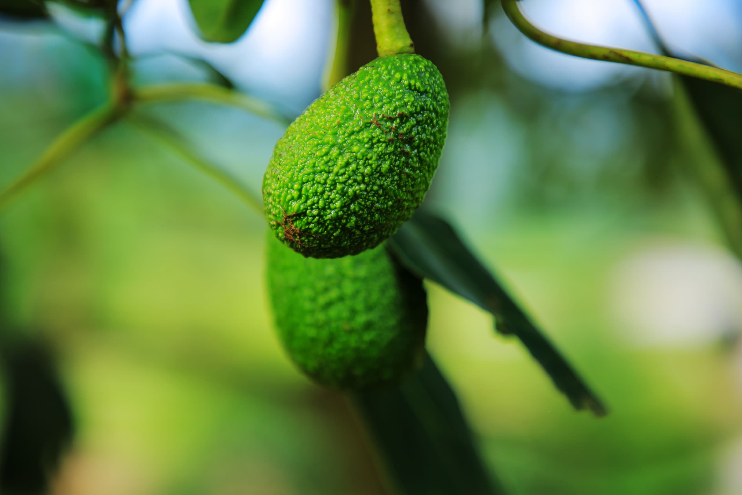 Avocado Rwanda Rwandan Avocado Farmers Urged to Learn from Peers to Meet Quality ...